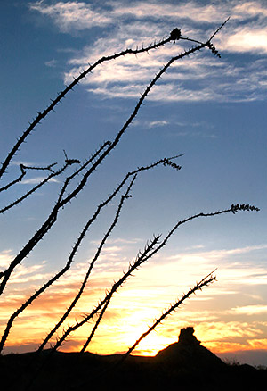 Ocatillo sunset, Big Bend National Park, Texas