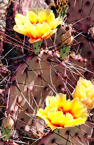 Prickly Pear cacti, Big Bend National Park, Texas