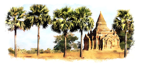 photo library image of trees and leaves