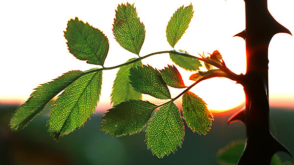 photo library image of trees and leaves