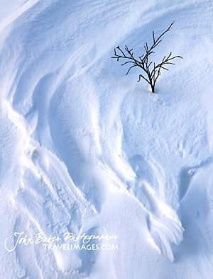 photo library image of trees and leaves
