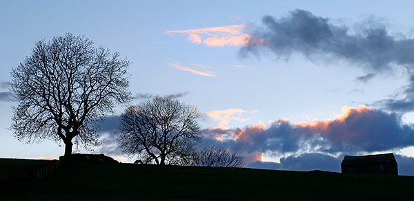 photo library image of trees and leaves
