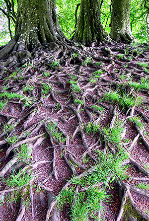 photo library image of trees and leaves