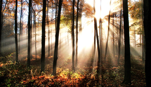 photo library image of trees and leaves
