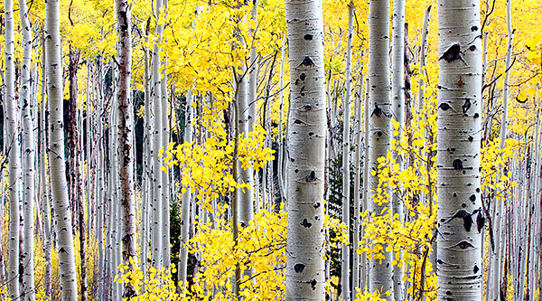 photo library image of trees and leaves