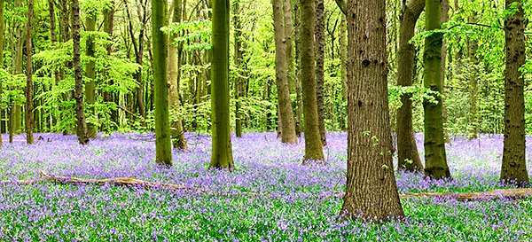 photo library image of trees and leaves