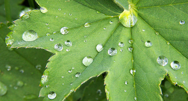 photo library image of trees and leaves