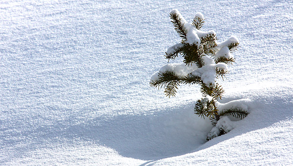 photo library image of trees and leaves