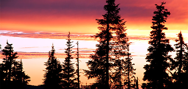 photo library image of trees and leaves