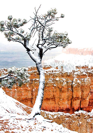 photo library image of trees and leaves