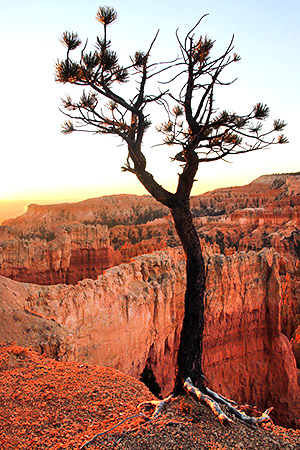 photo library image of trees and leaves