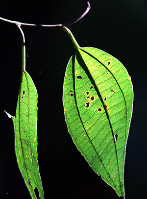 photo library image of trees and leaves