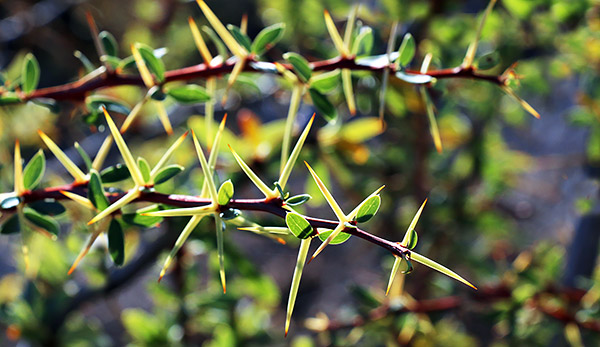 photo library image of trees and leaves