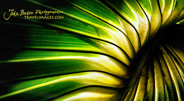 photo library image of trees and leaves