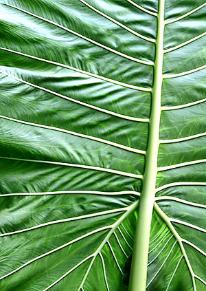 photo library image of trees and leaves