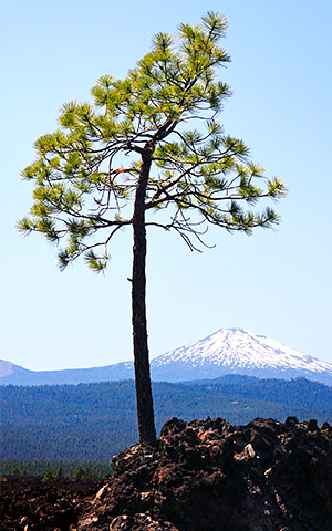 photo library image of trees and leaves