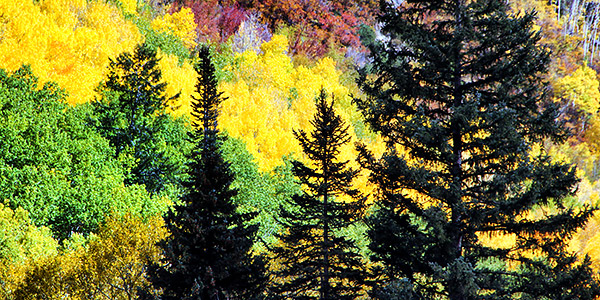 photo library image of trees and leaves