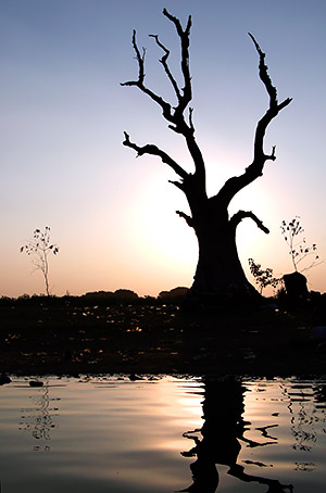 photo library image of trees and leaves