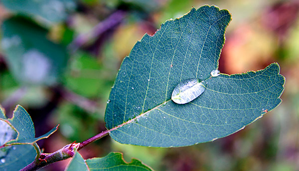 photo library image of trees and leaves