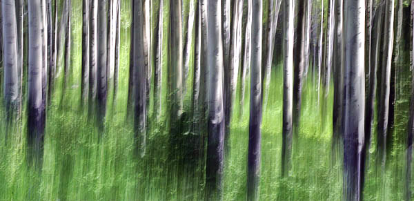 photo library image of trees and leaves