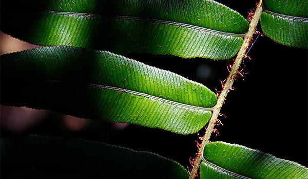 photo library image of trees and leaves