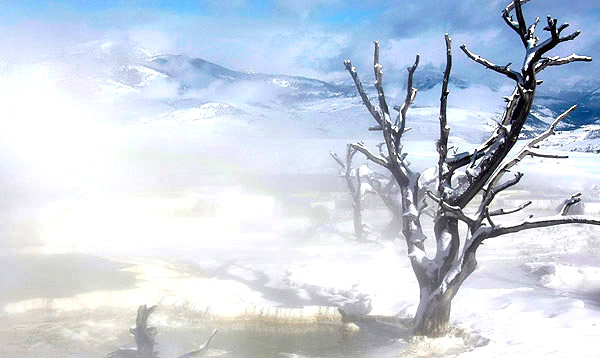 photo library image of trees and leaves