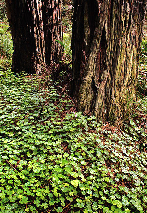 photo library image of trees and leaves