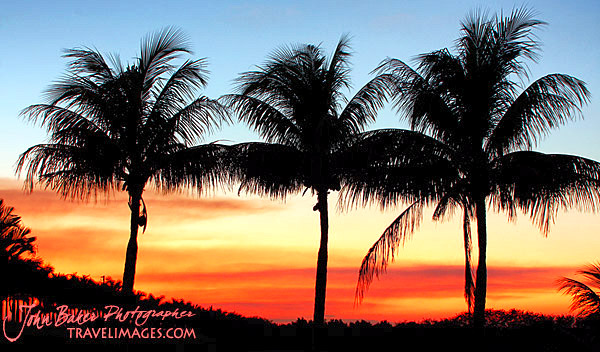 photo library image of trees and leaves