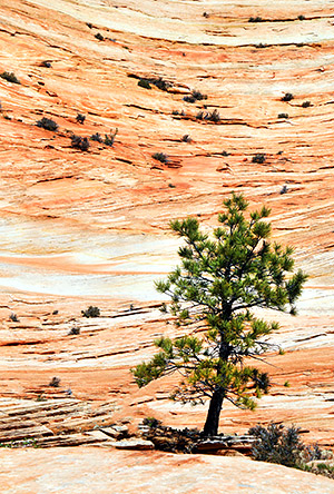 photo library image of trees and leaves