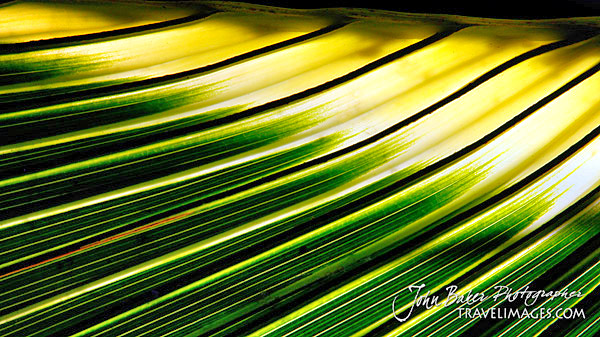 photo library image of trees and leaves