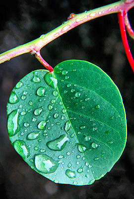 photo library image of trees and leaves