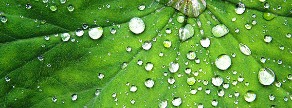 photo library image of trees and leaves