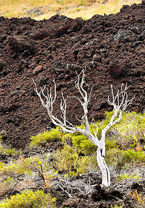 photo library image of trees and leaves