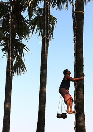 photo library image of trees and leaves