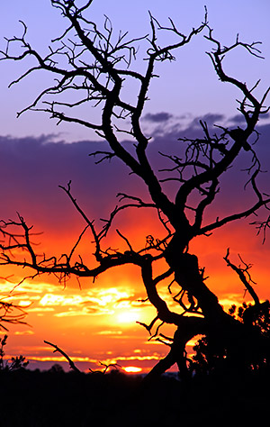 photo library image of trees and leaves