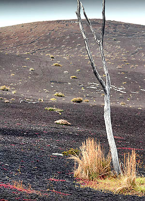 photo library image of trees and leaves