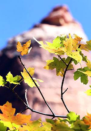 photo library image of trees and leaves