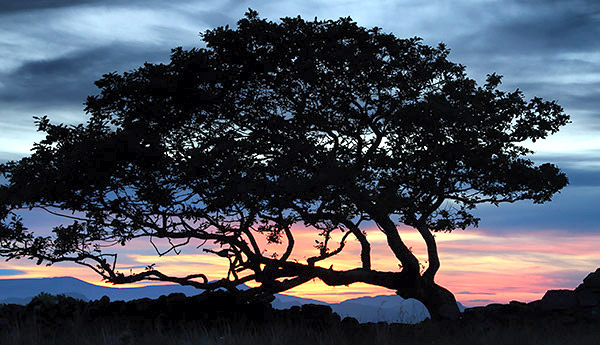 photo library image of trees and leaves
