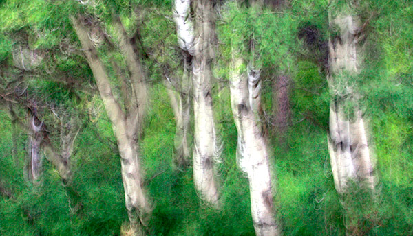 photo library image of trees and leaves