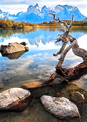 photo library image of trees and leaves