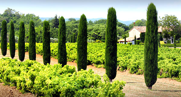 photo library image of trees and leaves