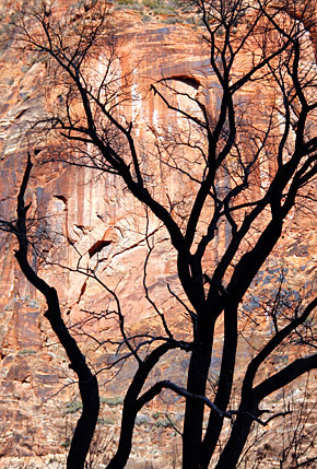 photo library image of trees and leaves