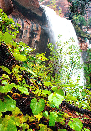 photo library image of trees and leaves