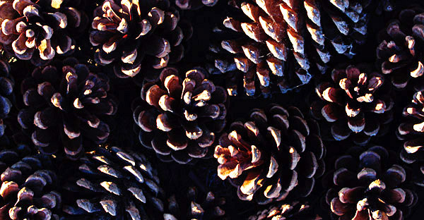 photo library image of trees and leaves