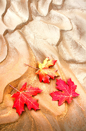 photo library image of trees and leaves