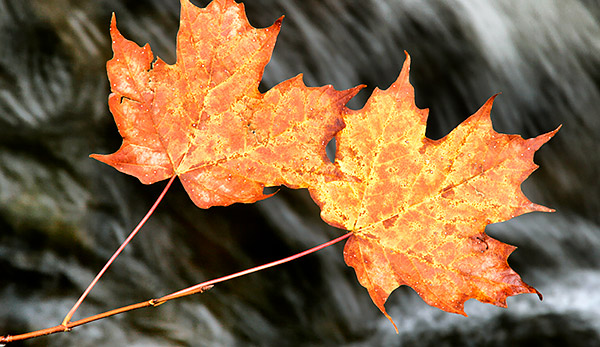 photo library image of trees and leaves