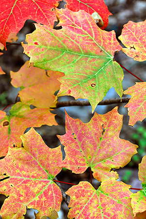 photo library image of trees and leaves