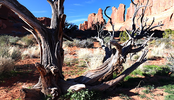 photo library image of trees and leaves