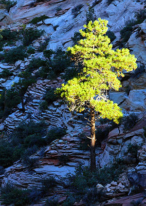 photo library image of trees and leaves