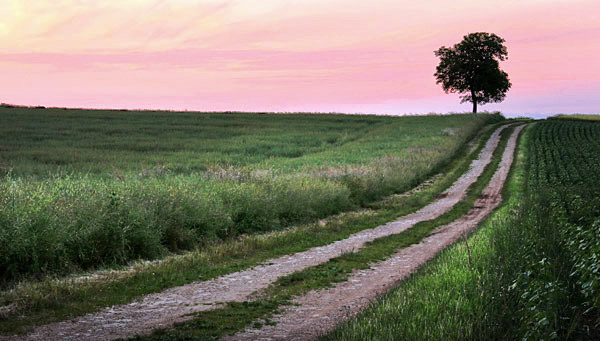 photo library image of trees and leaves